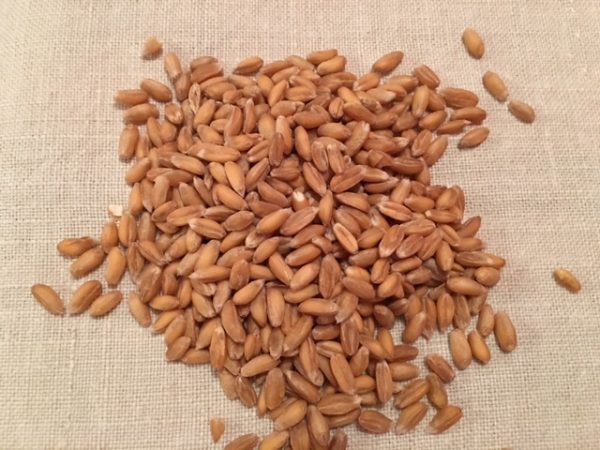 Dinkel-Kissen mit Lavendel | 901.1 – Bild 6