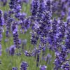 Rapssamen-Kissen mit Lavendel | 900.1 – Bild 7