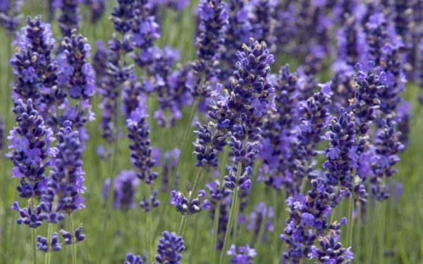 Rapssamen-Kissen mit Lavendel | 900.1 – Bild 7